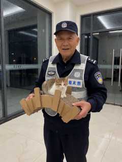 暴雨夜，小区保安老郭用废纸箱给流浪猫搭了一座桥